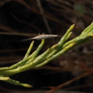 Plutella xylostella at O'Connor, ACT - 23 Dec 2022