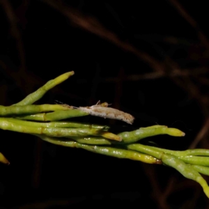 Plutella xylostella at O'Connor, ACT - 23 Dec 2022