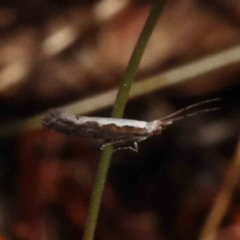 Plutella xylostella at O'Connor, ACT - 23 Dec 2022