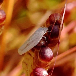 Philobota (genus) at O'Connor, ACT - 23 Dec 2022