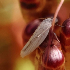 Philobota (genus) at O'Connor, ACT - 23 Dec 2022