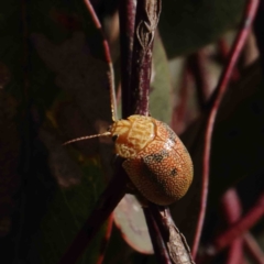 Paropsis atomaria (Eucalyptus leaf beetle) at O'Connor, ACT - 22 Dec 2022 by ConBoekel