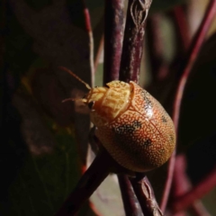 Paropsis atomaria at O'Connor, ACT - 23 Dec 2022