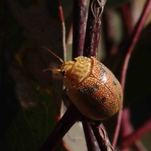 Paropsis atomaria at O'Connor, ACT - 23 Dec 2022