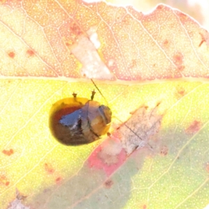 Paropsisterna cloelia at O'Connor, ACT - 23 Dec 2022