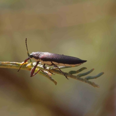 Rhinotia phoenicoptera (Belid weevil) at Dryandra St Woodland - 23 Dec 2022 by ConBoekel