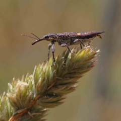 Rhinotia bidentata (Two-spot Rhinotia weevil) at O'Connor, ACT - 23 Dec 2022 by ConBoekel