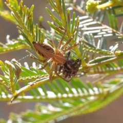 Oxyopes (genus) (Lynx spider) at O'Connor, ACT - 23 Dec 2022 by ConBoekel