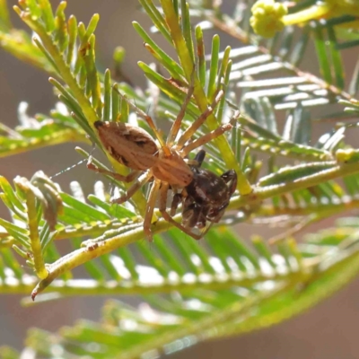 Oxyopes sp. (genus) (Lynx spider) at Dryandra St Woodland - 23 Dec 2022 by ConBoekel