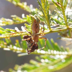 Oxyopes sp. (genus) at O'Connor, ACT - 23 Dec 2022