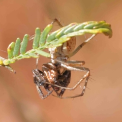 Oxyopes sp. (genus) at O'Connor, ACT - 23 Dec 2022