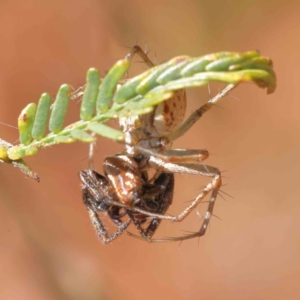 Oxyopes sp. (genus) at O'Connor, ACT - 23 Dec 2022