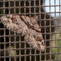 Phrissogonus laticostata (Apple looper moth) at Crooked Corner, NSW - 25 Dec 2022 by Milly