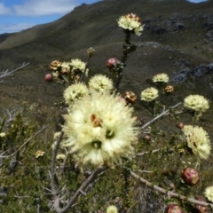 Kunzea montana (Mountain Kunzea) at Stirling Range National Park - 3 Nov 2017 by natureguy