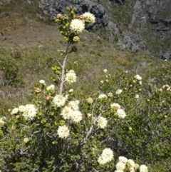 Kunzea montana at Undefined Area - 4 Nov 2017 05:40 AM