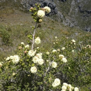 Kunzea montana at Undefined Area - 4 Nov 2017 05:40 AM