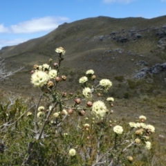 Kunzea montana at Undefined Area - 4 Nov 2017