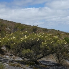 Kunzea montana at Undefined Area - 4 Nov 2017