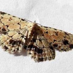 Sandava scitisignata (A noctuid moth) at Crooked Corner, NSW - 25 Dec 2022 by Milly