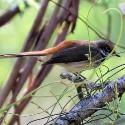 Rhipidura rufifrons (Rufous Fantail) at Lochiel, NSW - 27 Dec 2022 by KylieWaldon