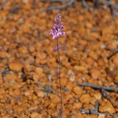 Stylidium tenue (Little Fountain Triggerplant) at Amelup, WA - 6 Nov 2017 by natureguy