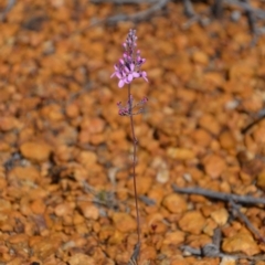 Stylidium tenue (Little Fountain Triggerplant) at Amelup, WA - 6 Nov 2017 by natureguy