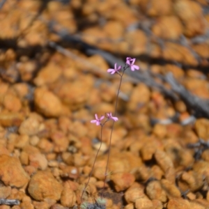 Stylidium tenue at Amelup, WA - 6 Nov 2017