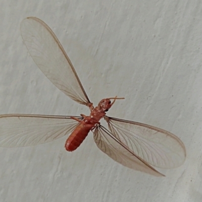 Neotermes sp. (genus) (A termite) at Crooked Corner, NSW - 25 Dec 2022 by Milly