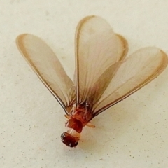 Neotermes sp. (genus) at Crooked Corner, NSW - 26 Dec 2022 08:01 AM