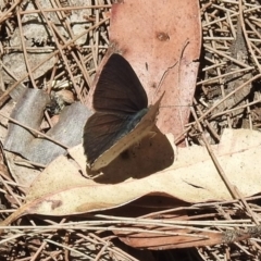 Erina hyacinthina (Varied Dusky-blue) at Wingecarribee Local Government Area - 14 Dec 2022 by GlossyGal