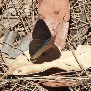 Erina hyacinthina at Mittagong, NSW - 14 Dec 2022