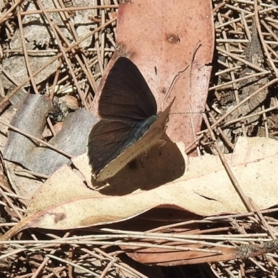 Erina hyacinthina (Varied Dusky-blue) at Mittagong - 14 Dec 2022 by GlossyGal