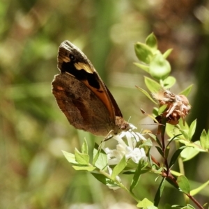 Heteronympha merope at Mittagong, NSW - 14 Dec 2022 10:46 PM