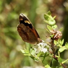 Heteronympha merope (Common Brown Butterfly) at Mittagong, NSW - 14 Dec 2022 by GlossyGal