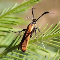 Snellenia lineata (A concealer moth) at Aranda Bushland - 26 Dec 2022 by CathB