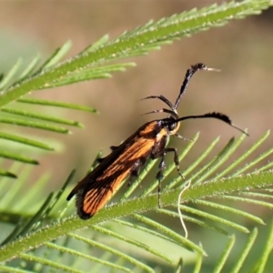 Snellenia lineata at Molonglo Valley, ACT - 27 Dec 2022