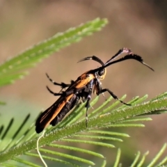 Snellenia lineata at Molonglo Valley, ACT - 27 Dec 2022