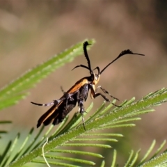 Snellenia lineata at Molonglo Valley, ACT - 27 Dec 2022