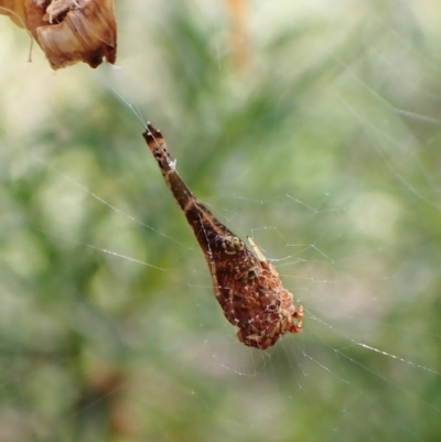 Arachnura higginsi (Scorpion-tailed Spider) at Molonglo Valley, ACT - 26 Dec 2022 by CathB