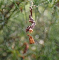 Arachnura higginsi at Molonglo Valley, ACT - 27 Dec 2022