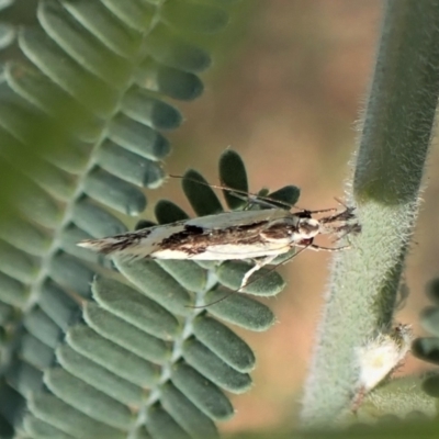 Thema macroscia (A concealer moth) at Molonglo Valley, ACT - 25 Dec 2022 by CathB