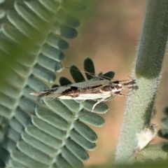 Thema macroscia (A concealer moth) at Molonglo Valley, ACT - 25 Dec 2022 by CathB