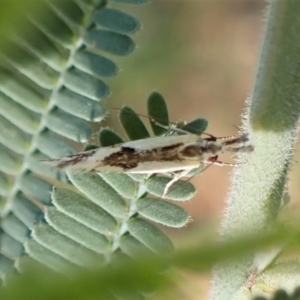 Thema macroscia at Molonglo Valley, ACT - 26 Dec 2022 07:51 AM