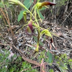 Cryptostylis subulata (Cow Orchid) at Katoomba, NSW - 25 Dec 2022 by SimoneC