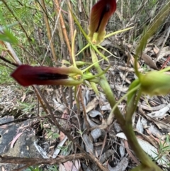 Cryptostylis subulata at Katoomba, NSW - suppressed