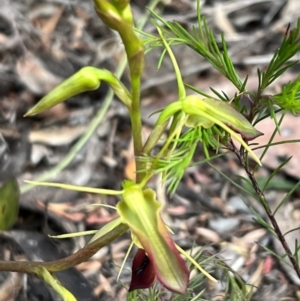 Cryptostylis subulata at Katoomba, NSW - suppressed