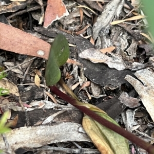 Cryptostylis subulata at Katoomba, NSW - suppressed