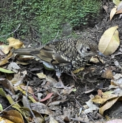 Zoothera lunulata (Bassian Thrush) at Katoomba, NSW - 26 Dec 2022 by SimoneC