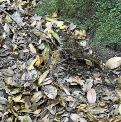 Zoothera lunulata at Katoomba, NSW - 26 Dec 2022