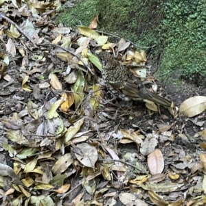 Zoothera lunulata at Katoomba, NSW - 26 Dec 2022